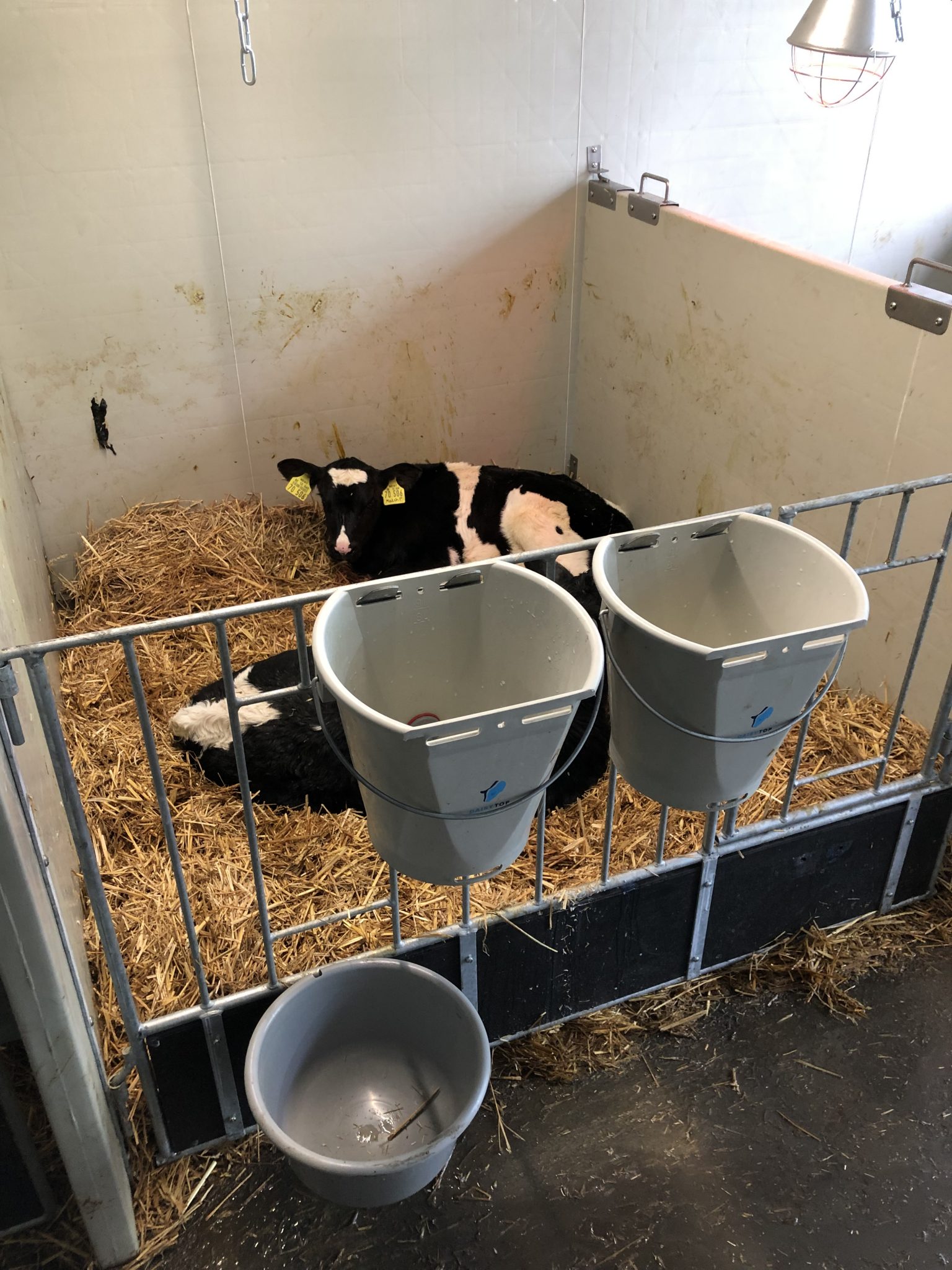 Optima Klima Stal duo boxen afdeling (3 x 2 kalveren) - Afbeelding 4