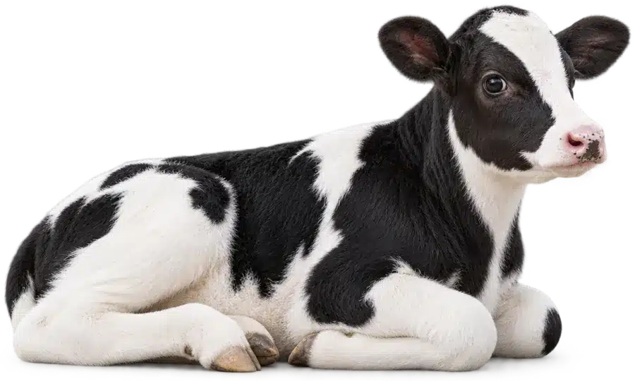 Jong zwartbont kalf dat op zijn borst ligt met de kop omhoog