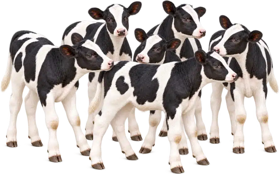 Een groep zwartbonte kalveren van een paar maanden oud