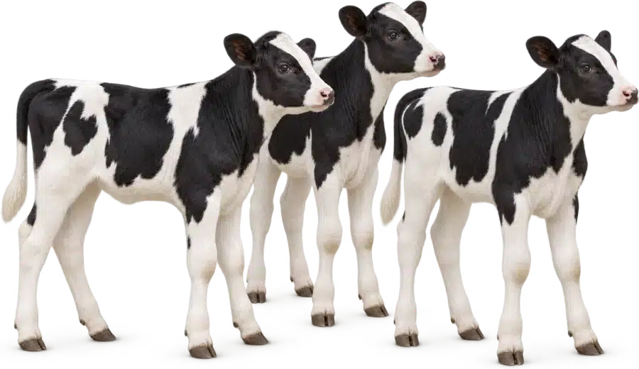 Drie jonge zwartbonte kalveren staan naast elkaar