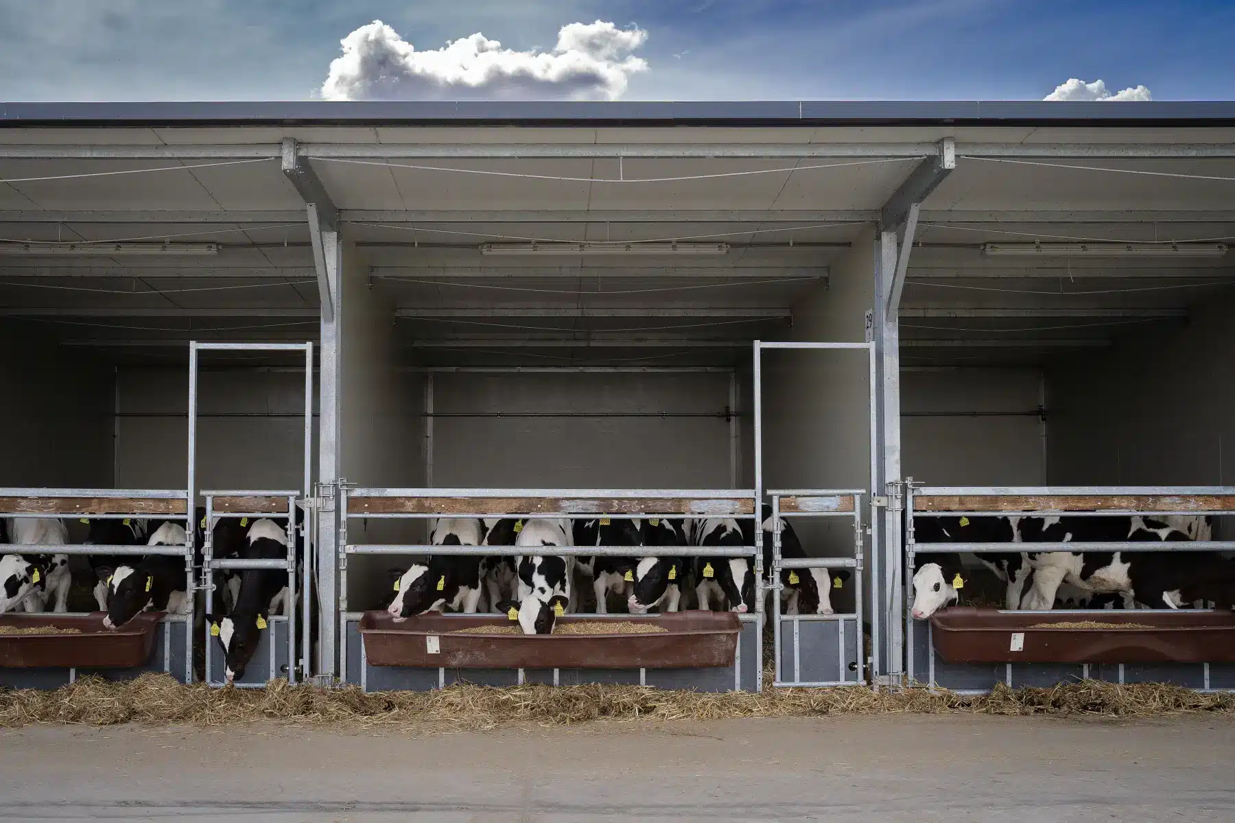 Vooraanzicht van een Optima Klima Kalverstal met drie open afdelingen en kalveren aan het voerhek