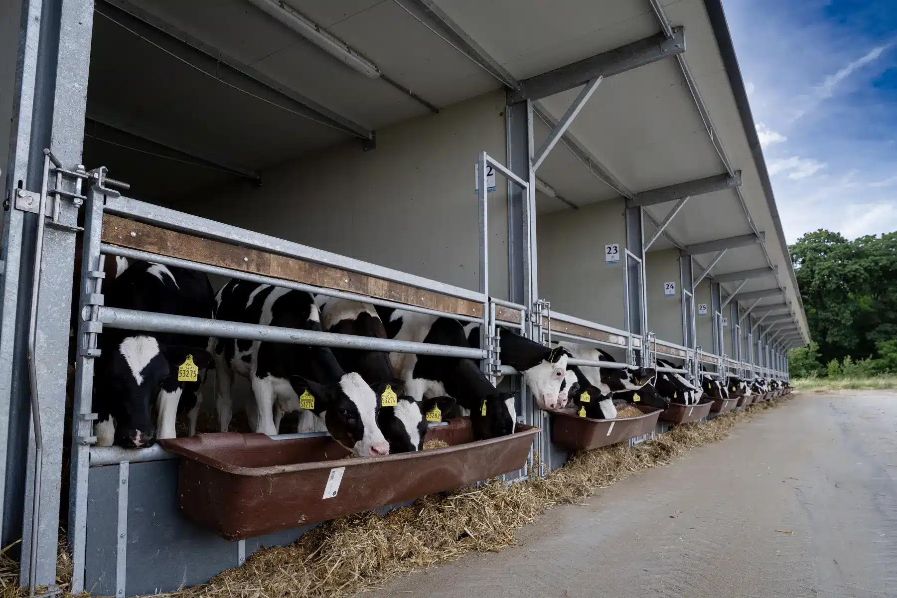 Kalveren eten aan het voerhek van een Optima Klima Kalverstal