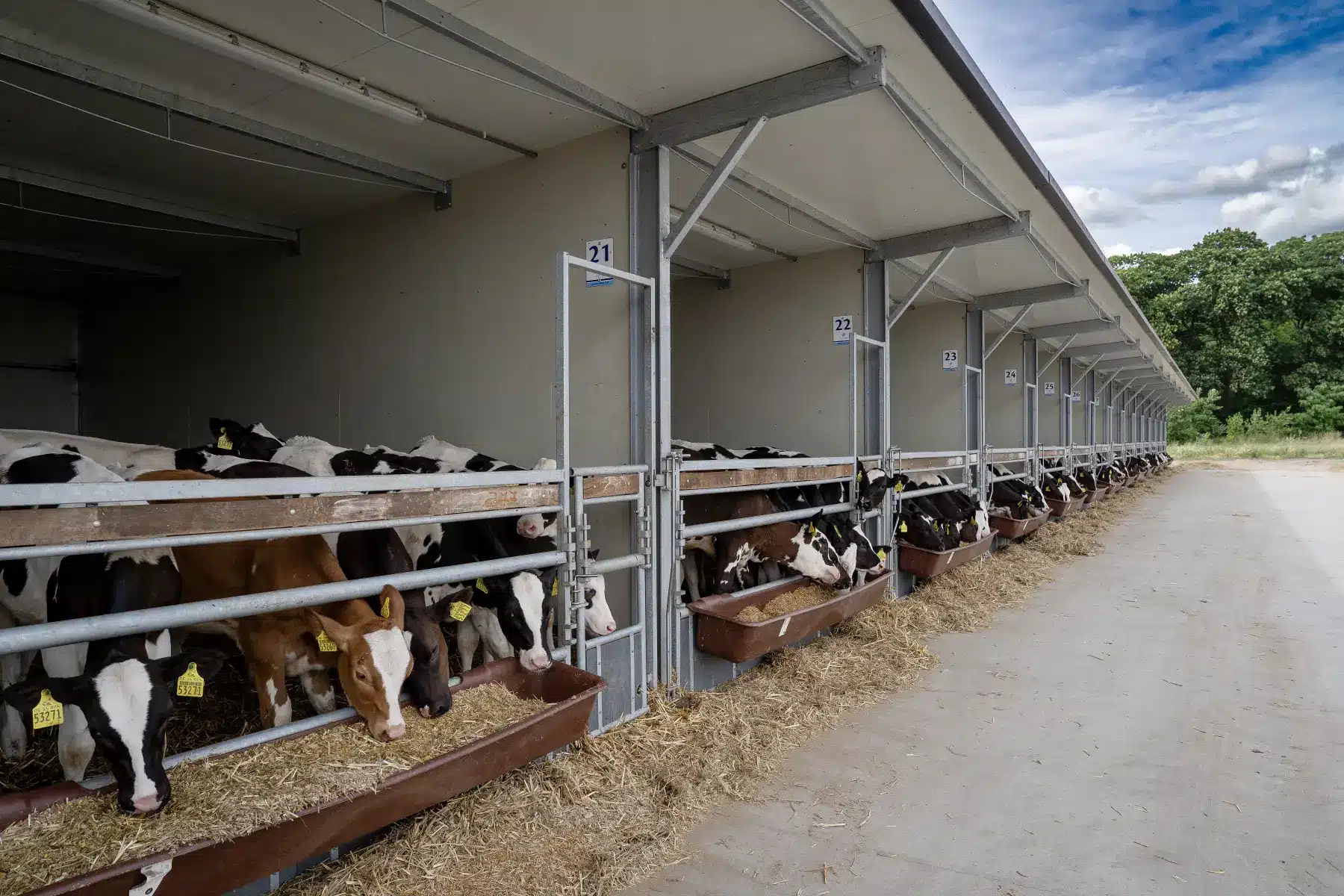 Optima Klima Stal Next Gen met kalveren aan het voerhek