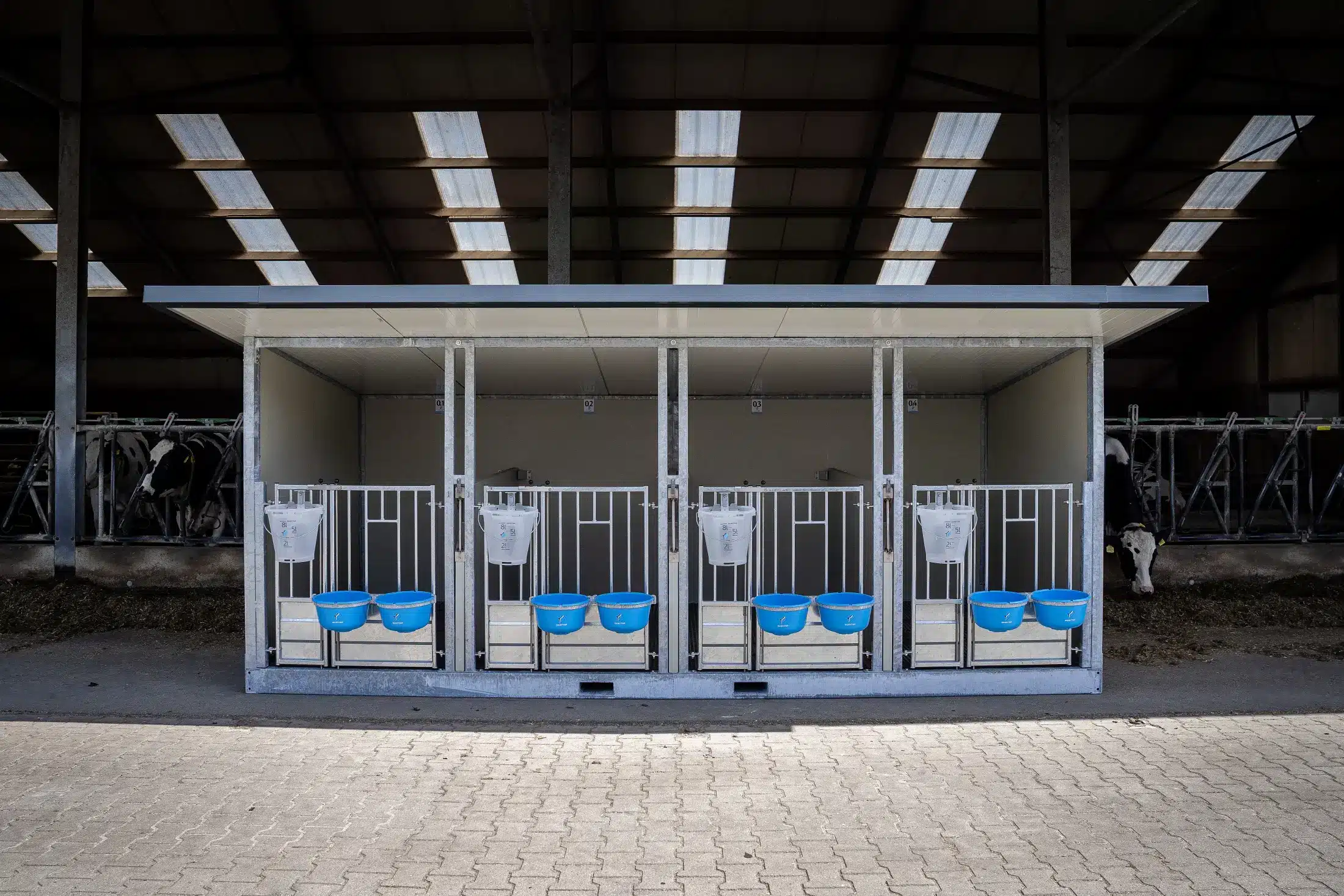 Quattro Kalverbox XL in een stal